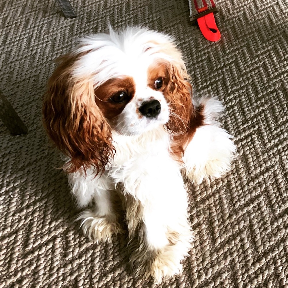 My baby Remy ๐ถ๐ท - Picture 9 of 16